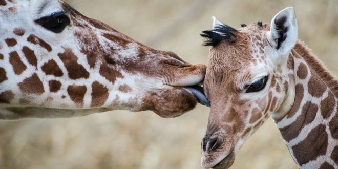 Características da Girafa, Peso, Altura e Comprimento | Mundo Ecologia