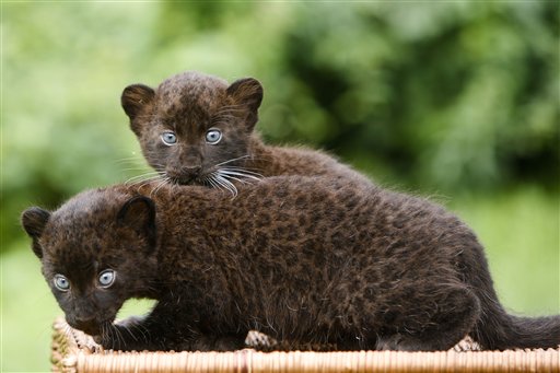 Pantera Negra Reprodução E Filhotes