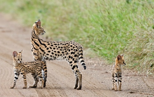 O Animal Serval: Características e Fotos