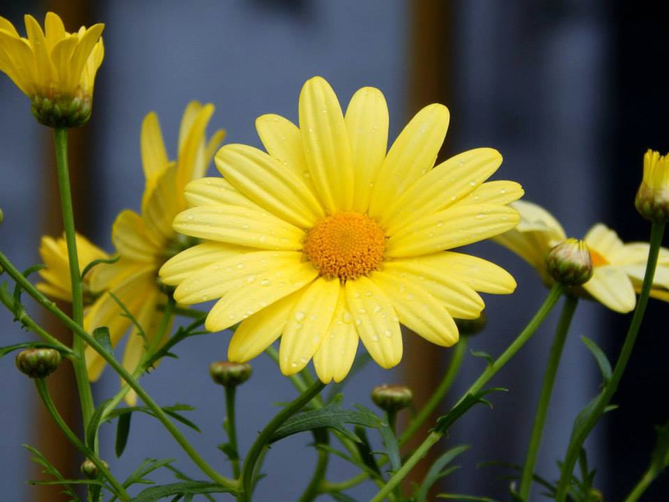 Folha da Flor Margarida | Mundo Ecologia