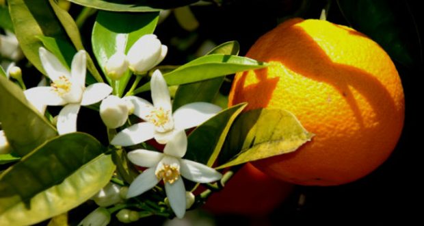 Flor de Laranjeira