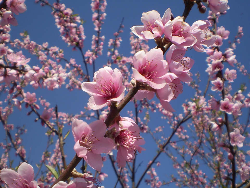 Flor de Pessegueiro