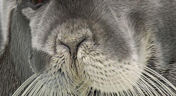Foca Barbuda Características | Mundo Ecologia