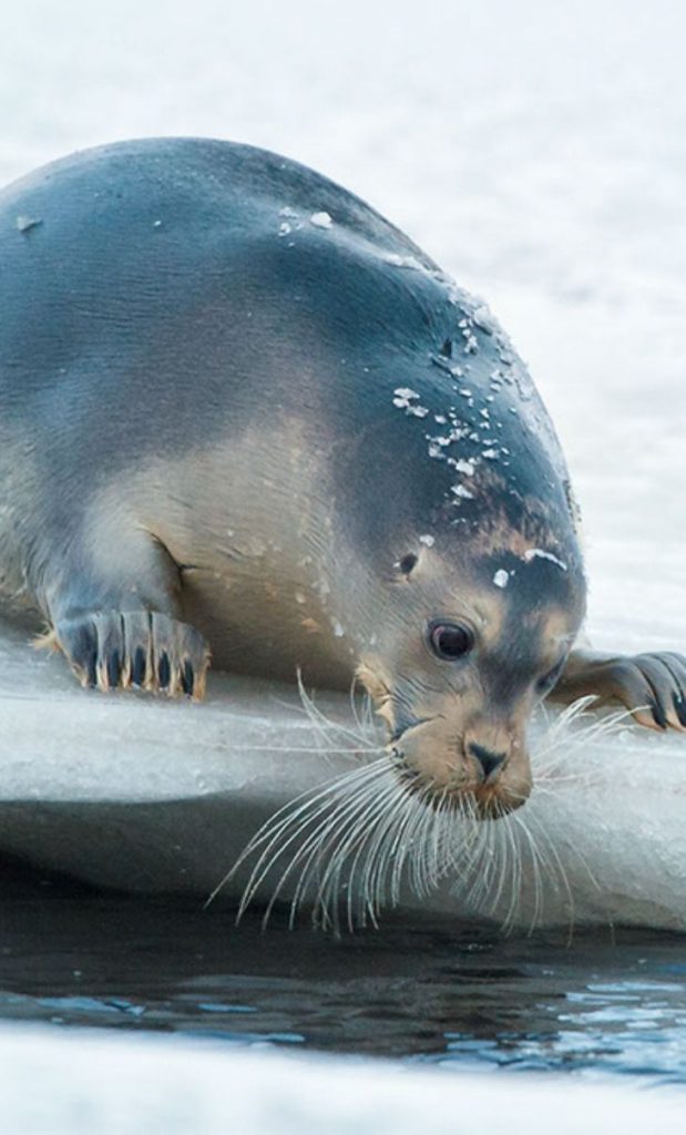 foca-barbuda-caracter-sticas-mundo-ecologia