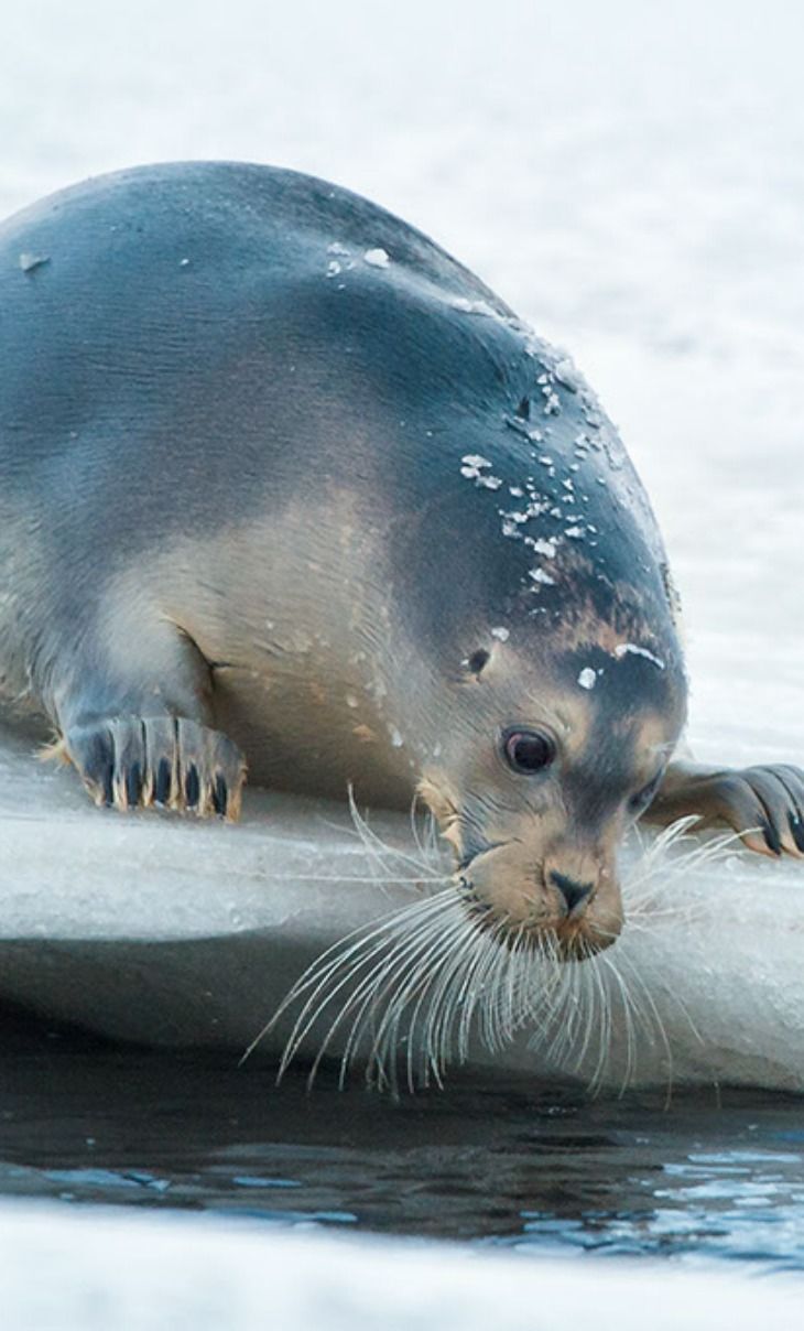 Foca Barbuda no Gelo