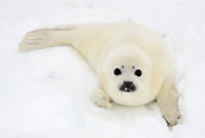 Foca Branca: Resumo, Ficha do Animal e mais Informações