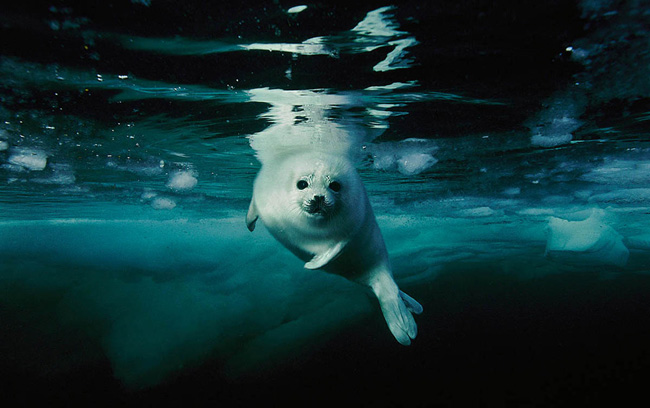 Foca Branca Nadando