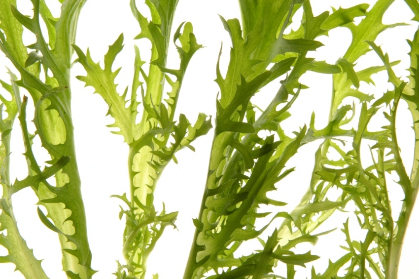 Folhas da Alface Frisée