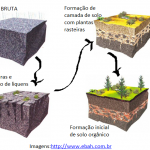 Como é Formado o Solo Humífero? – Mundo Ecologia