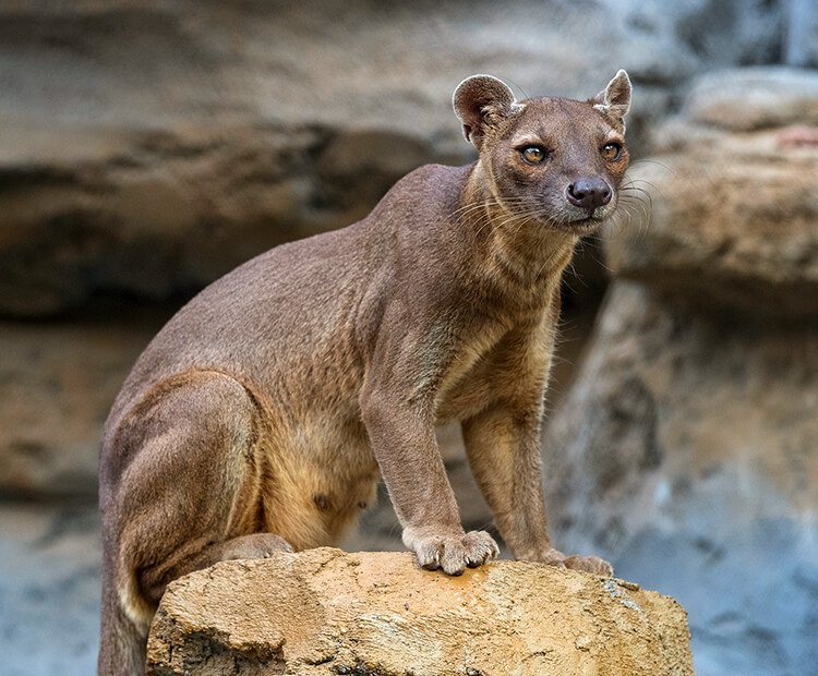 Fossa