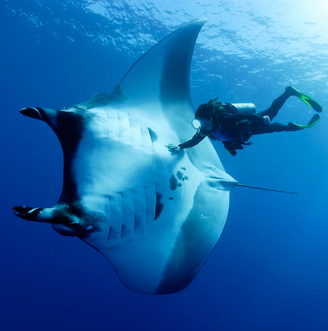 Foto de Mergulhador Perto de Uma Arraia Jamanta Adulta