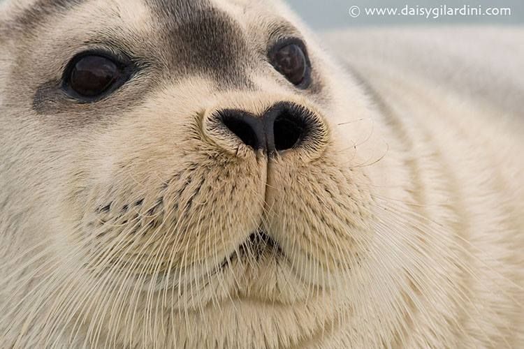 Foto de Uma Linda Foca Barbuda