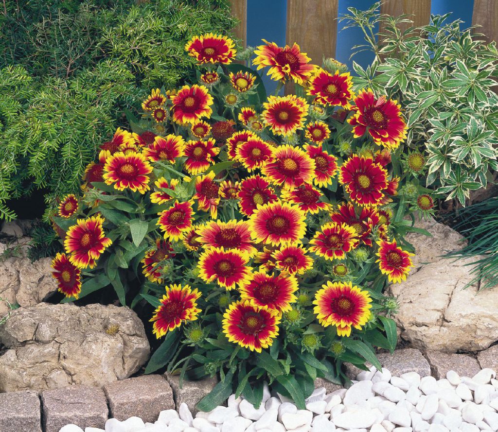 Gaillardia x Grandiflora