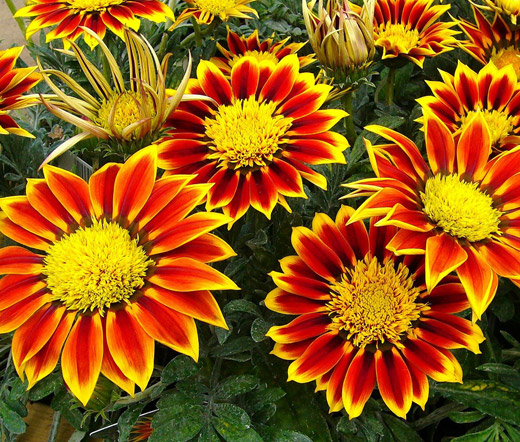 Gazania Rigens