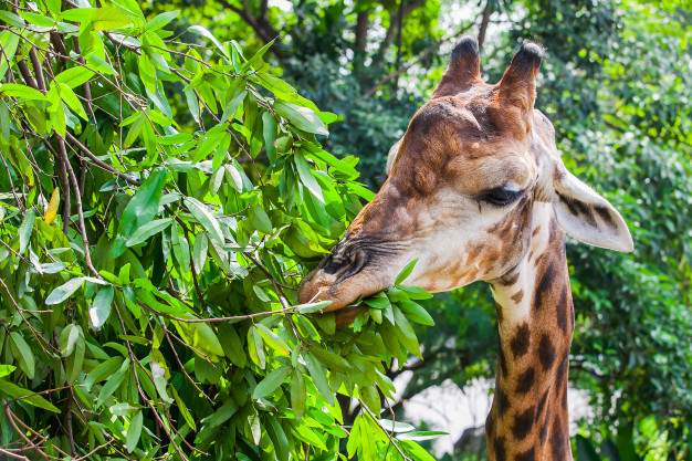 Girafa Comendo Folha de Uma Árvore
