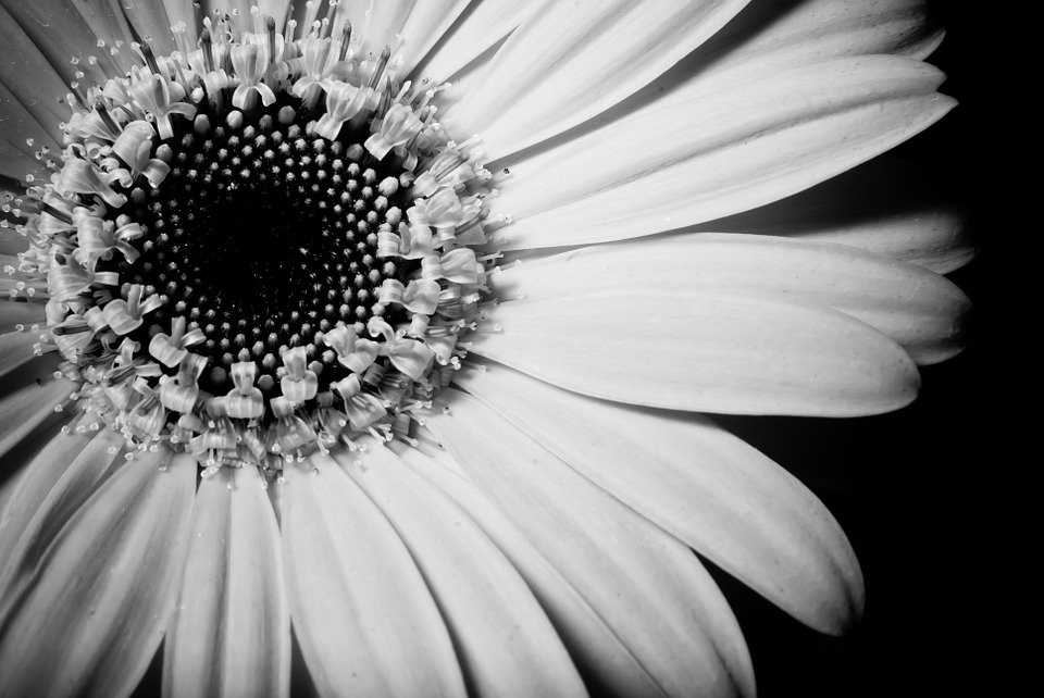 Girassol Branco Existe? Fotos e Características