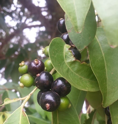 Guamirim-Cereja