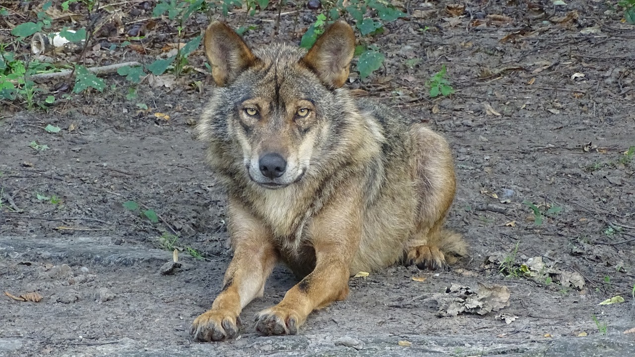 Habitat do Lobo Ibérico: Onde eles Vivem na Natureza?