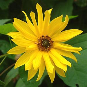 Helianthus Atrorubens