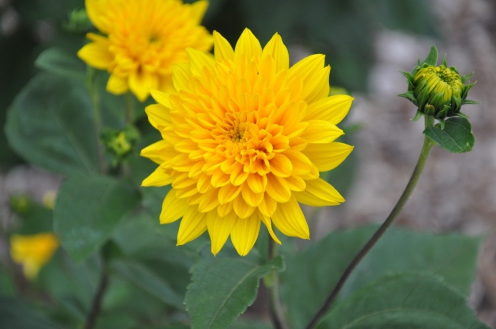 Helianthus Multiflorus