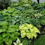 Hostas