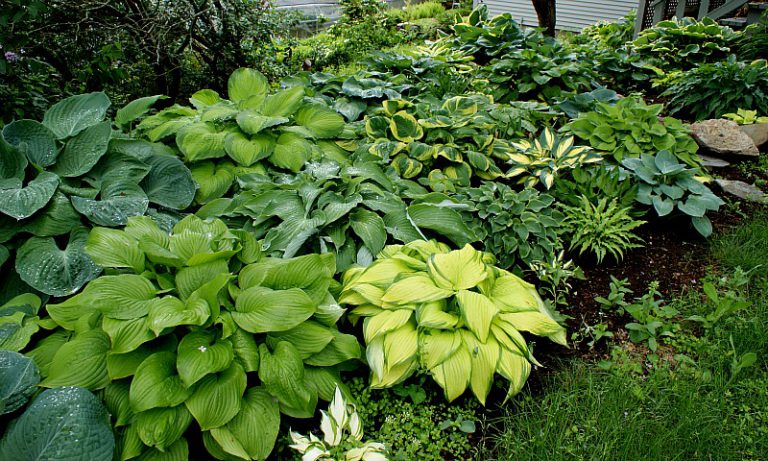 Hostas