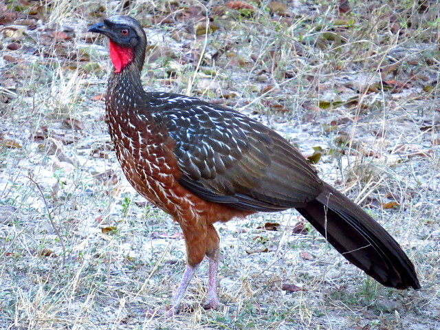 Jacu-de-Barriga-Castanha