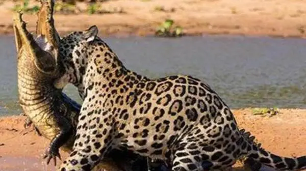 Jaguar Atacando Um Jacaré 