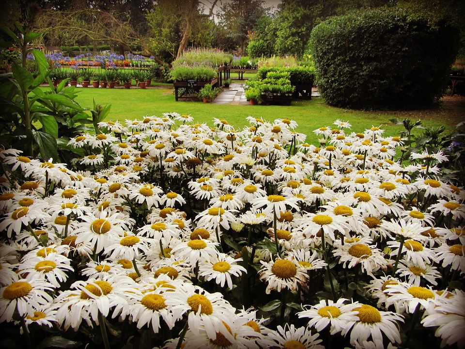 Jardim de Margaridas