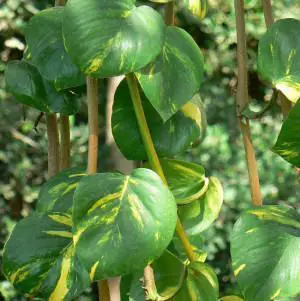 Jiboia (Epipremnum pinnatum)