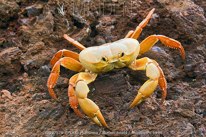 Johngarthia Lagostoma