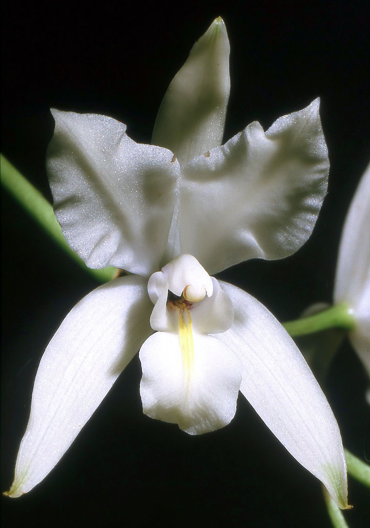 Laelia Albida