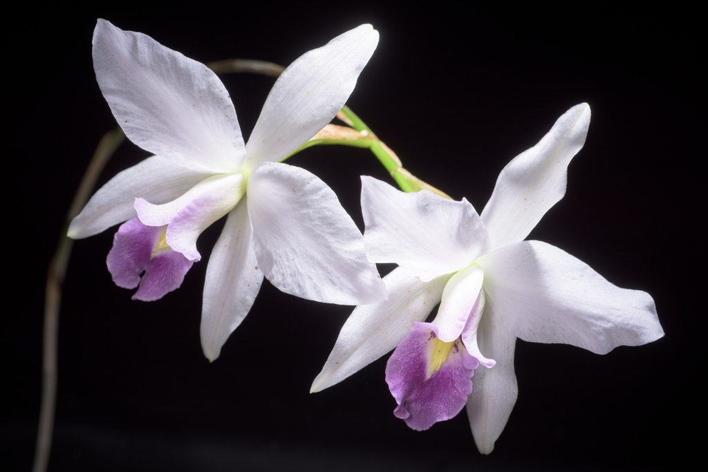 Laelia Anceps Lindl