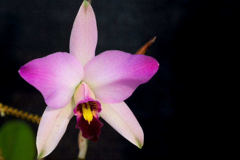  Laelia Anceps Subsp. Anceps