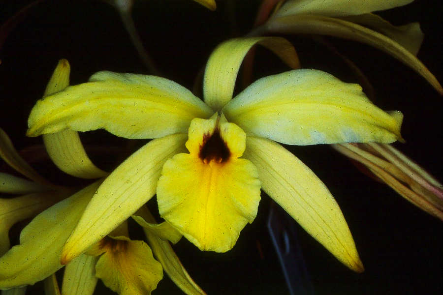 Laelia Aurea