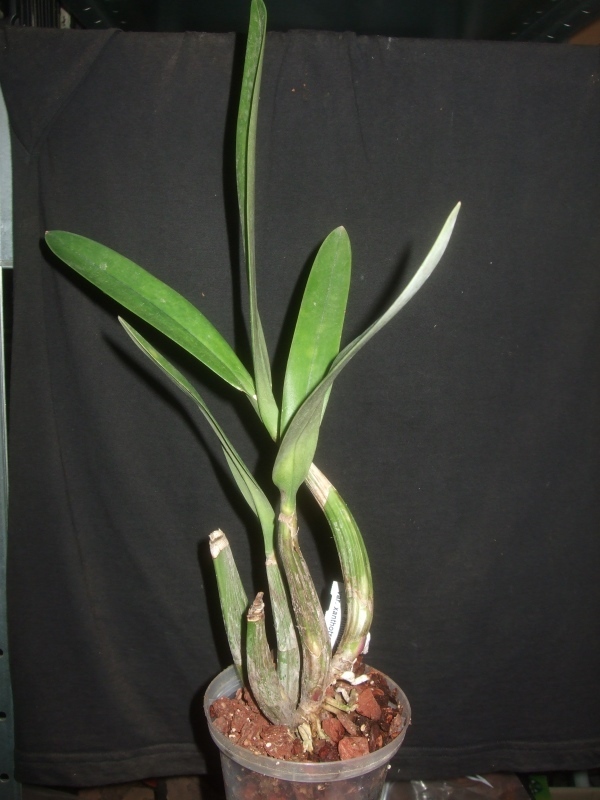 Laelia Autumnalis