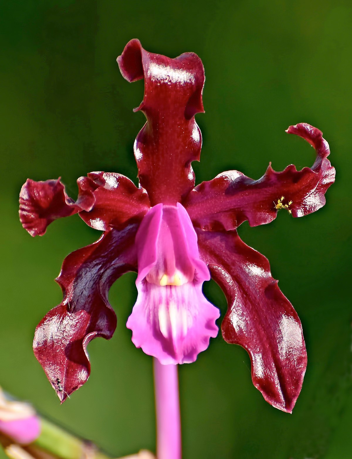 Laelia Elata