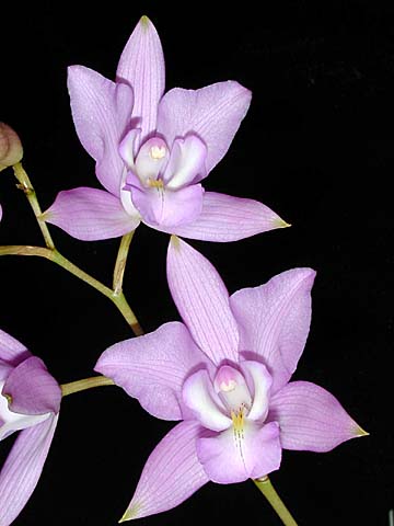 Laelia Eyermaniana