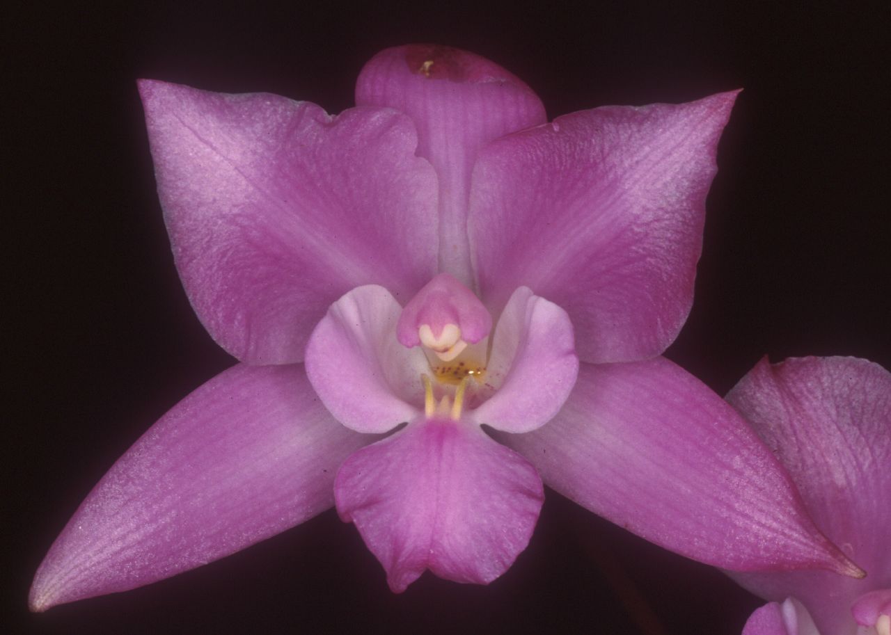 Laelia Furfuracea