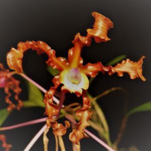 Laelia Gloriosa