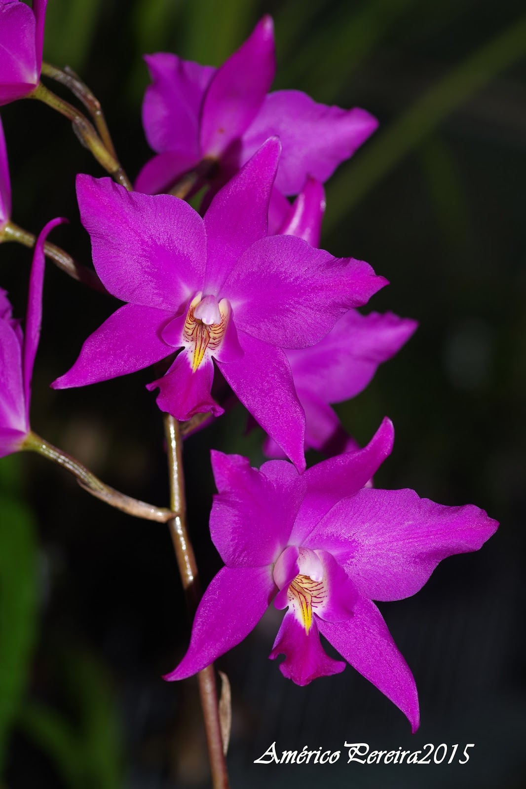 Laelia Gouldiana