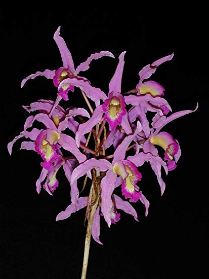 Laelia Halbingeriana