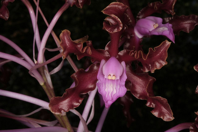 Laelia Heidii