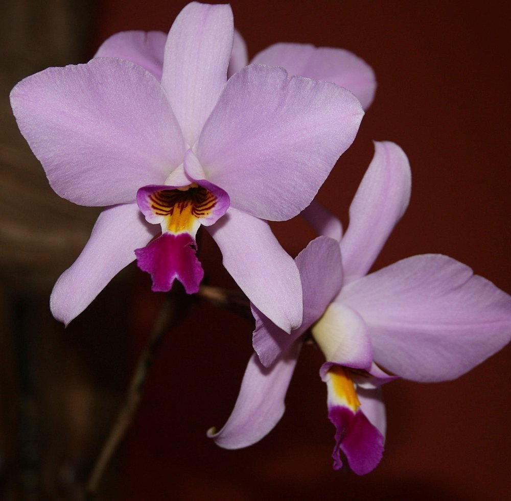 Laelia Mottae