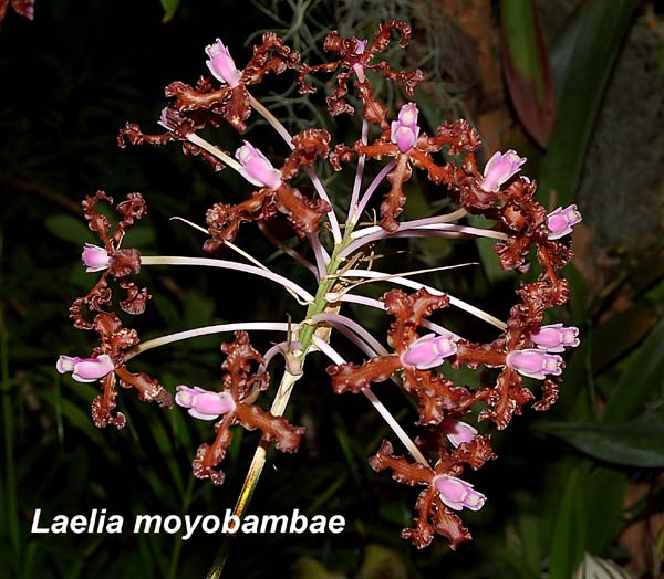 Laelia Moyobambae