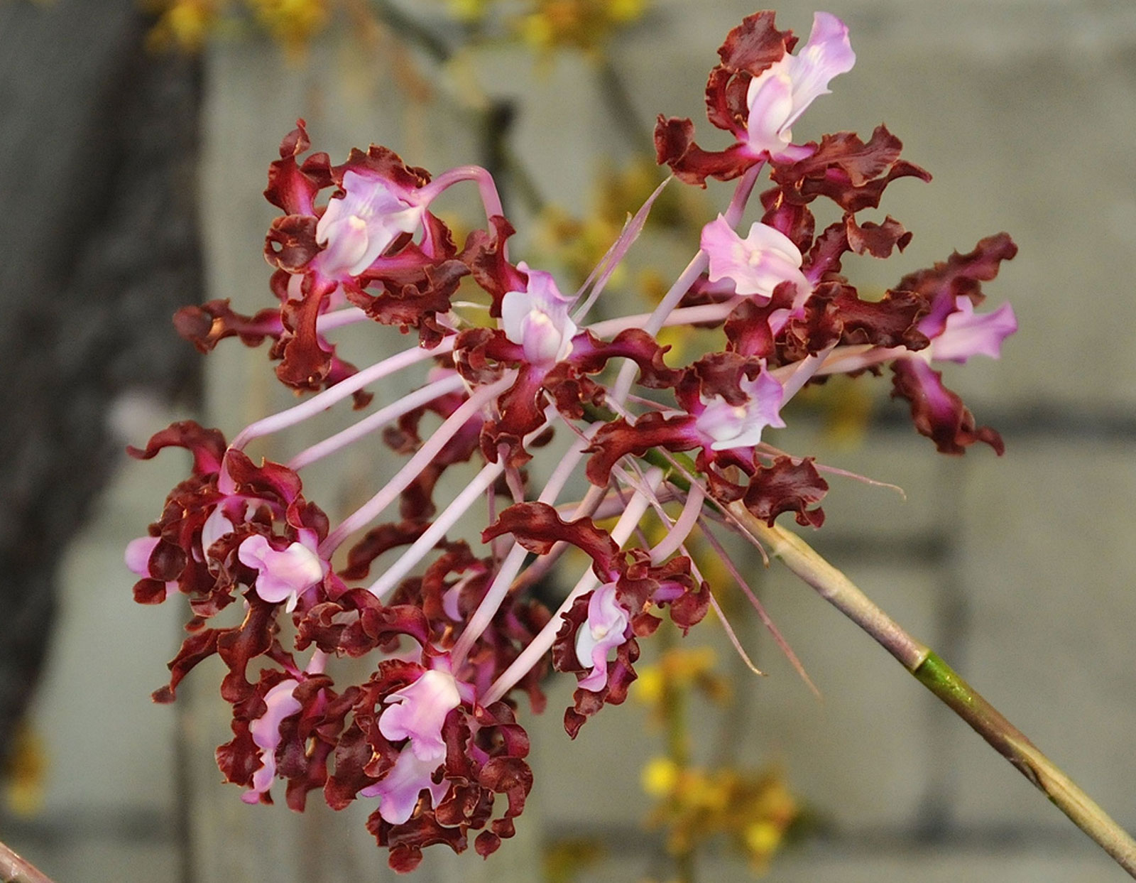 Laelia Rosea