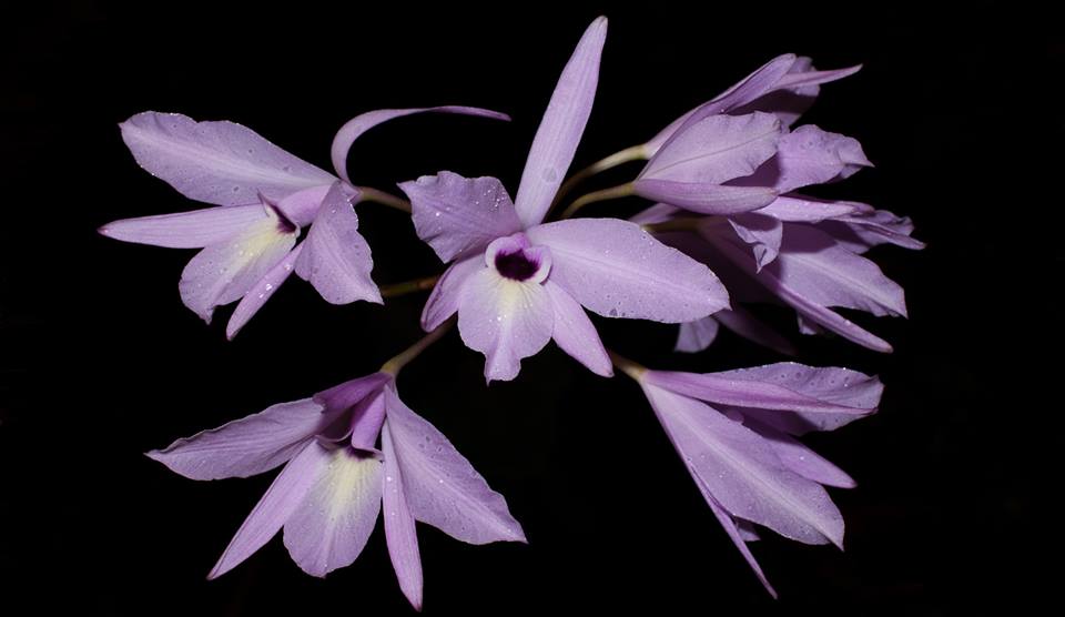 Laelia Rubescens