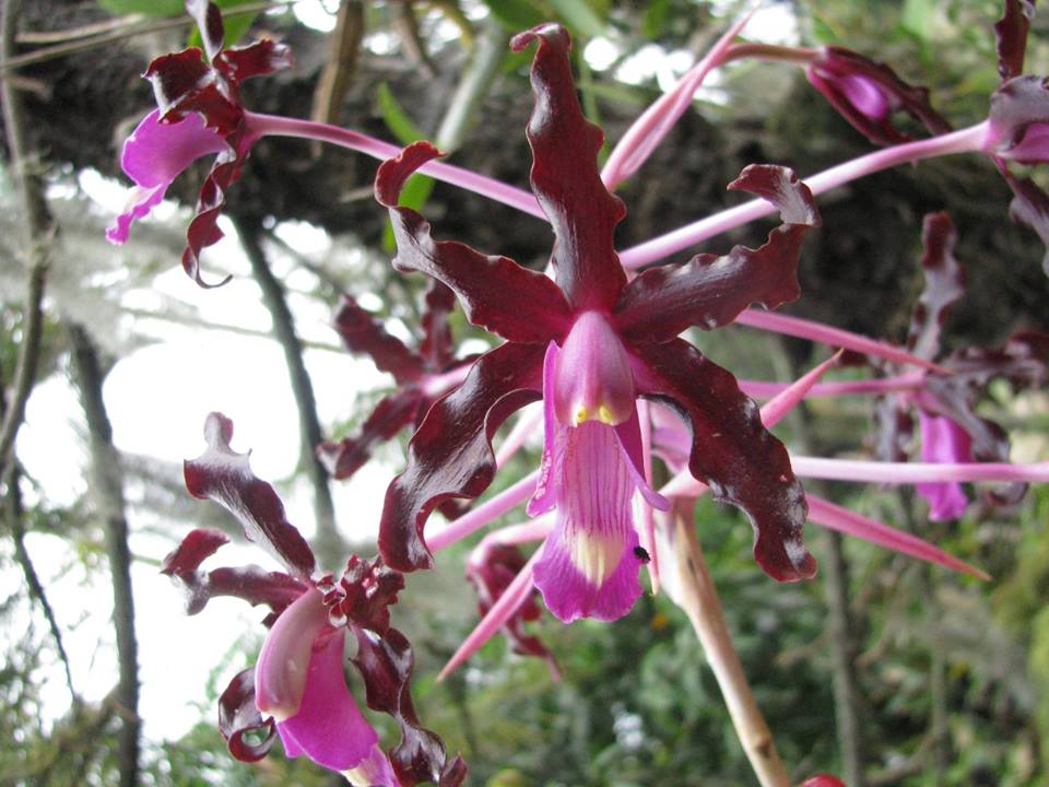 Laelia Schultzei