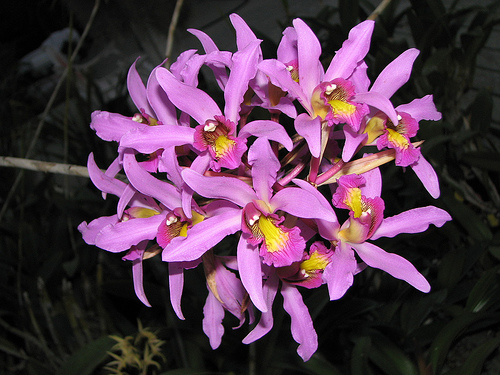 Laelia Superbiens