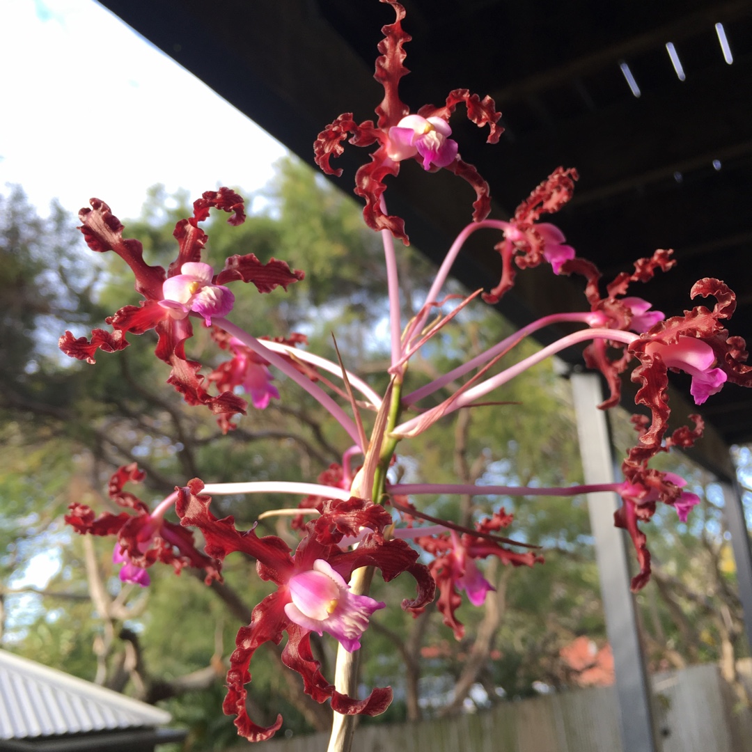 Laelia Undulata